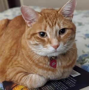 Meet your Posher, Lora